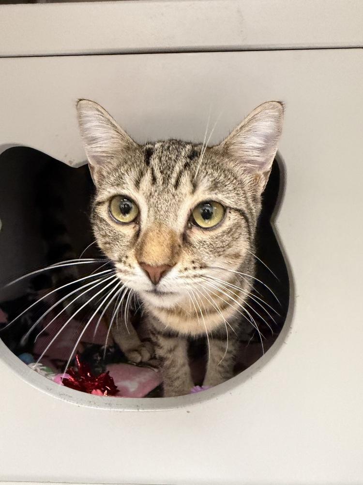 Enlarge Rumi, a Adoptable Domestic Short Hair in Orlando, FL image 1/6