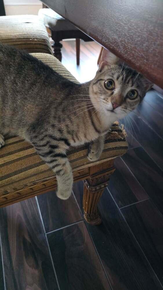 Enlarge Rumi, a Adoptable Domestic Short Hair in Orlando, FL image 2/6