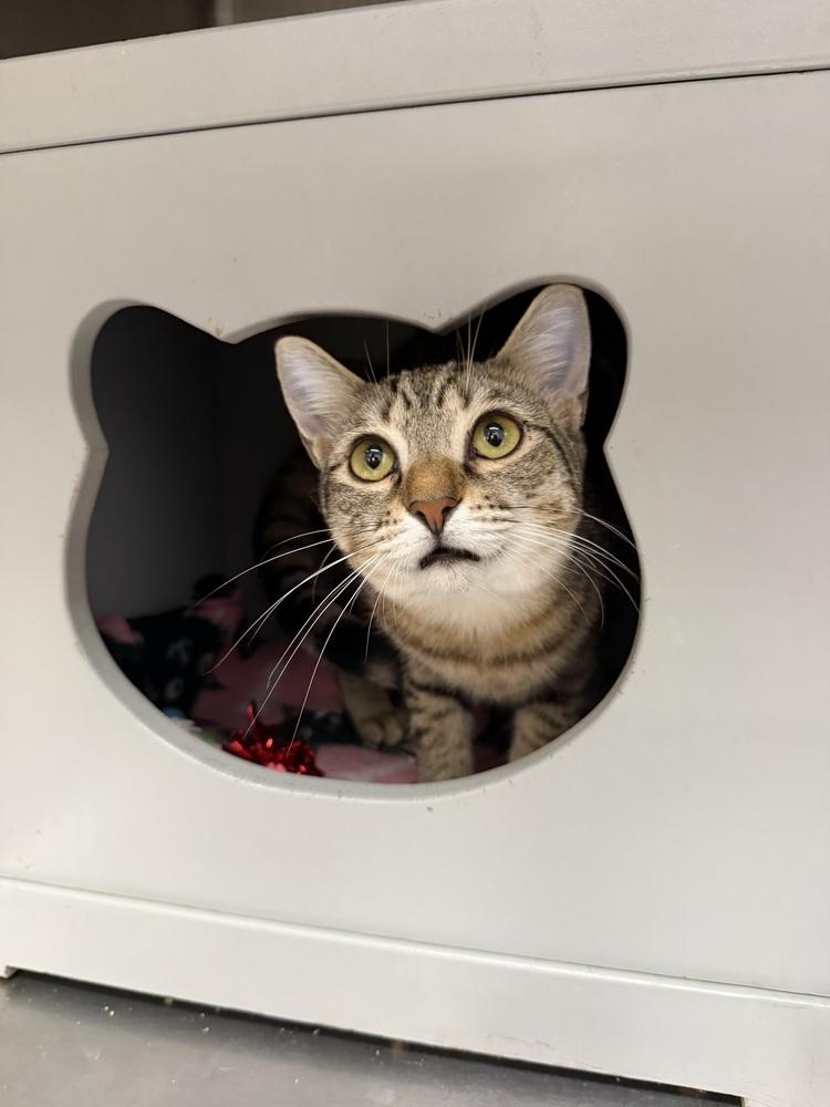 Enlarge Rumi, a Adoptable Domestic Short Hair in Orlando, FL image 3/6