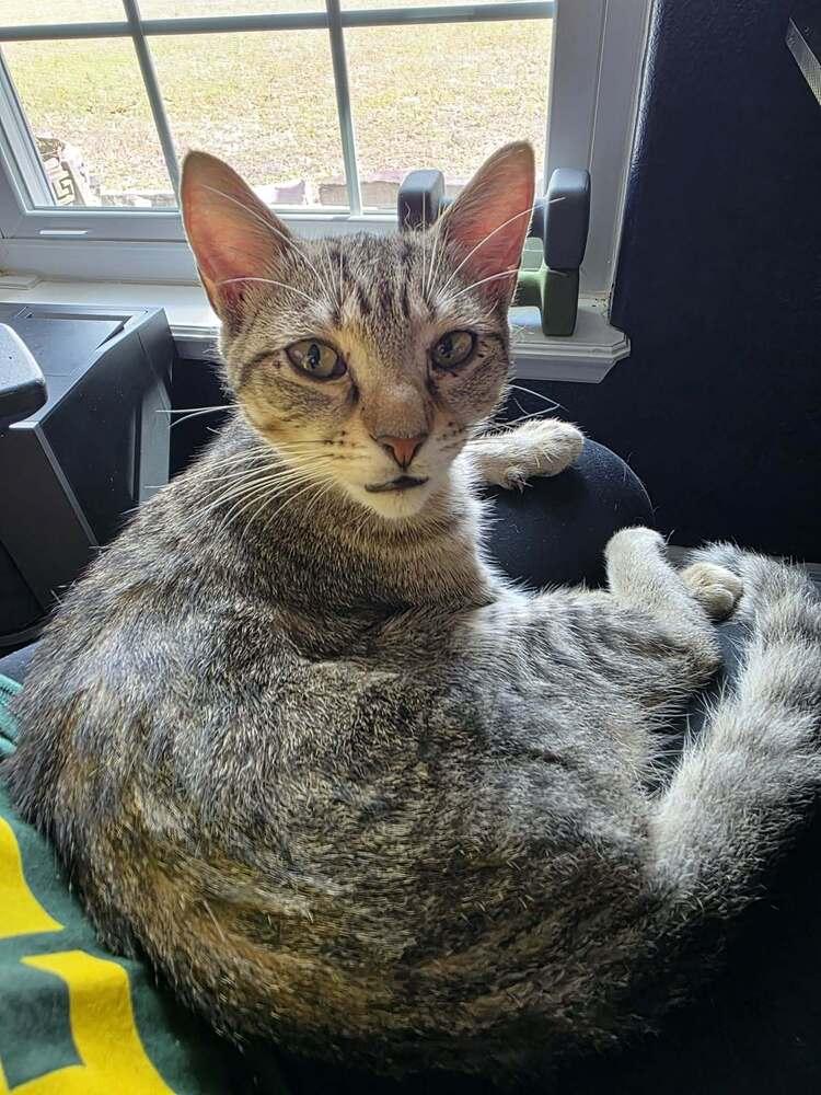 Enlarge Rumi, a Adoptable Domestic Short Hair in Orlando, FL image 4/6