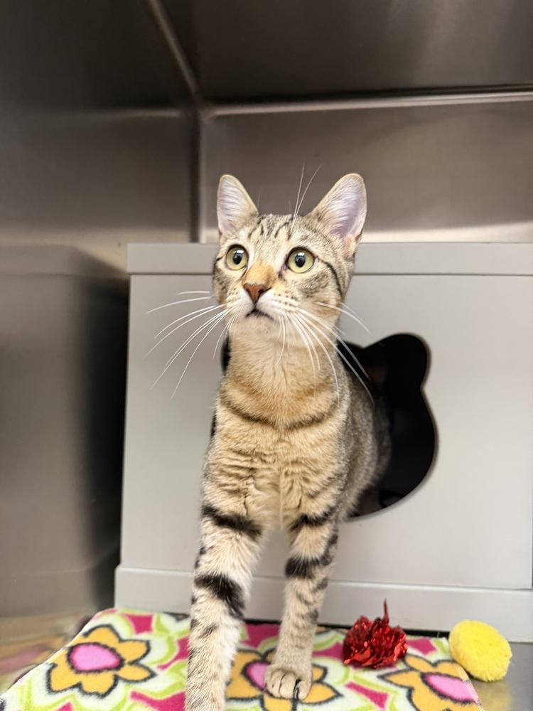 Enlarge Rumi, a Adoptable Domestic Short Hair in Orlando, FL image 5/6