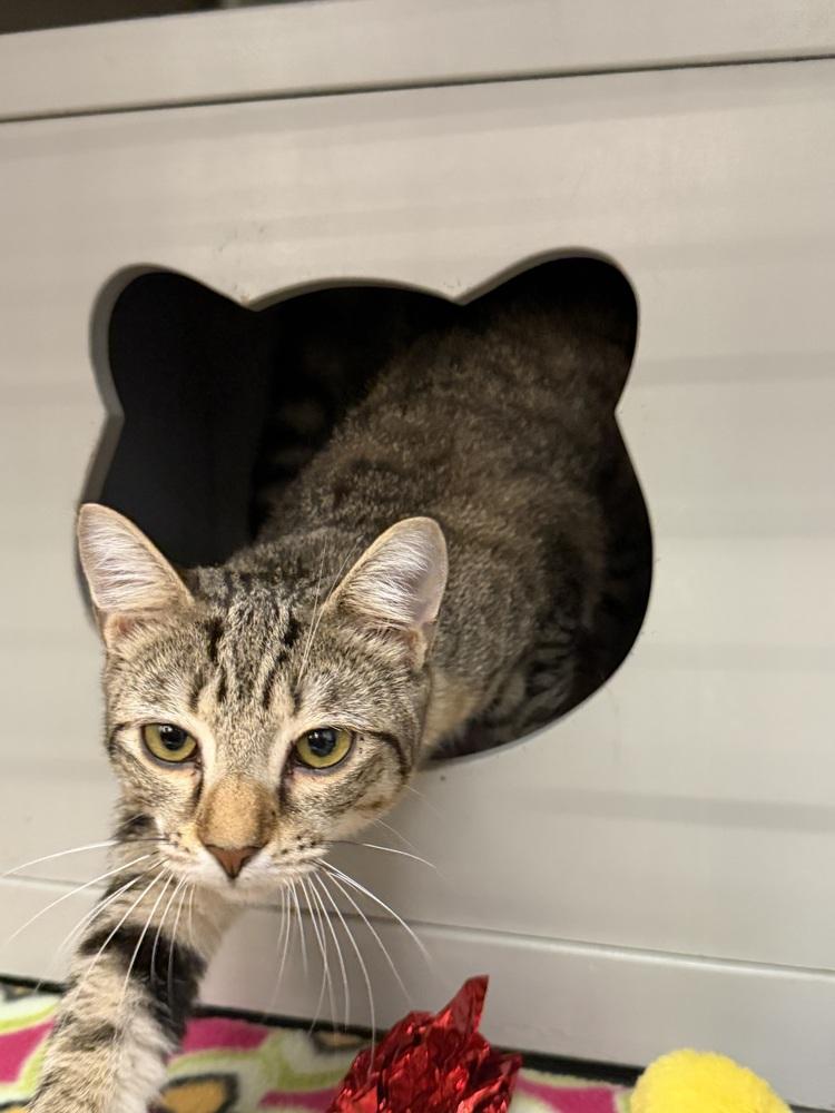 Enlarge Rumi, a Adoptable Domestic Short Hair in Orlando, FL image 6/6