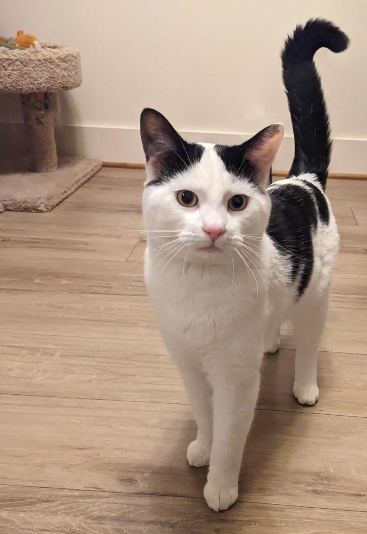 Enlarge Theo, a Adoptable Domestic Short Hair in Anacortes, WA image 2/3