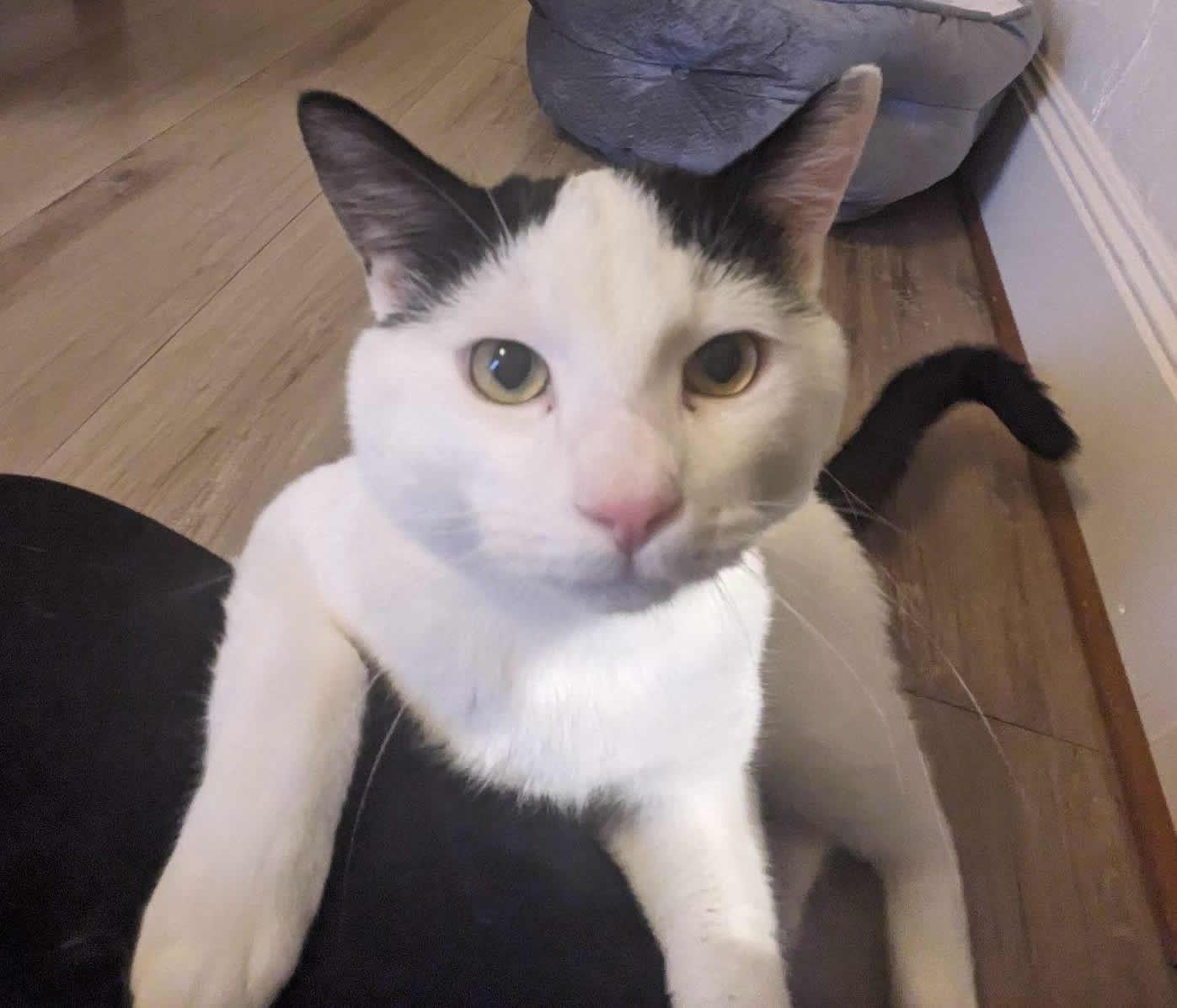 Enlarge Theo, a Adoptable Domestic Short Hair in Anacortes, WA image 3/3