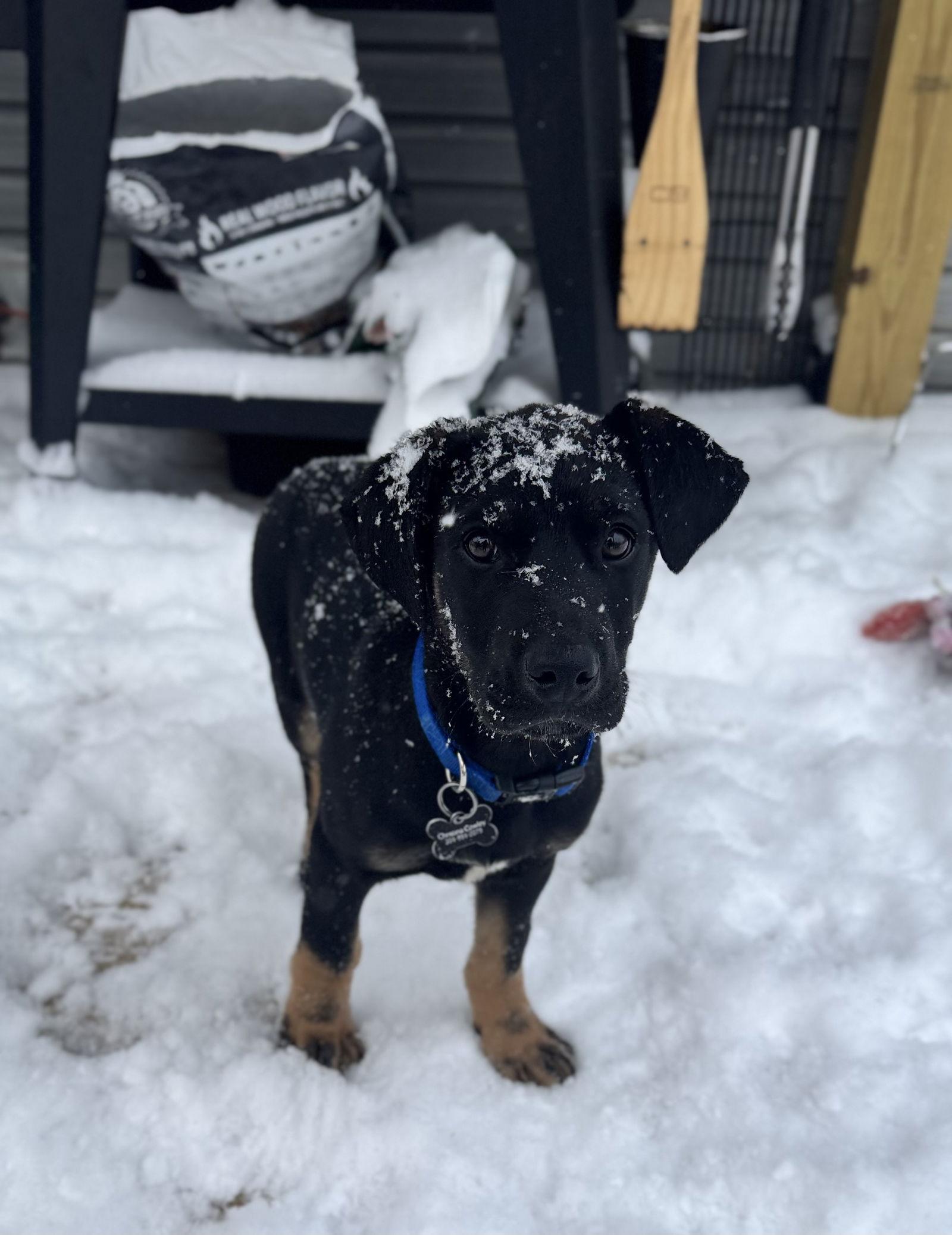 Enlarge Orion (12wo, 19lbs), a Adopted German Shepherd Dog in Hinton, WV image 1/3