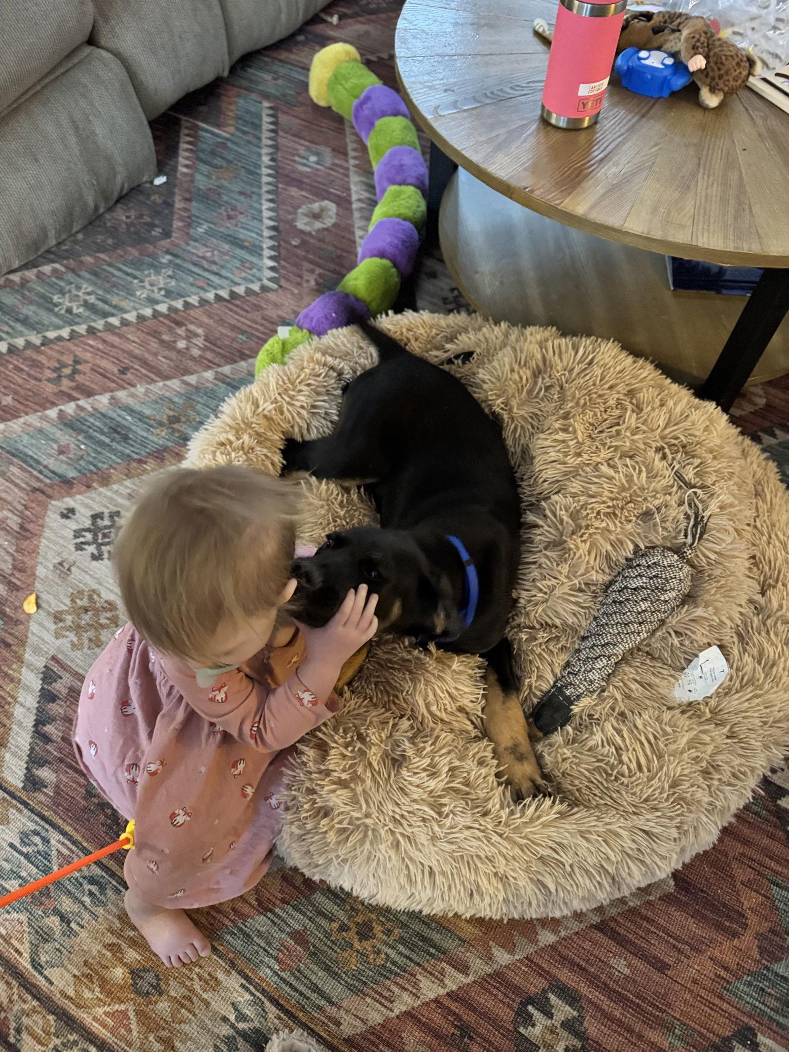 Enlarge Orion (12wo, 19lbs), a Adopted German Shepherd Dog in Hinton, WV image 2/3