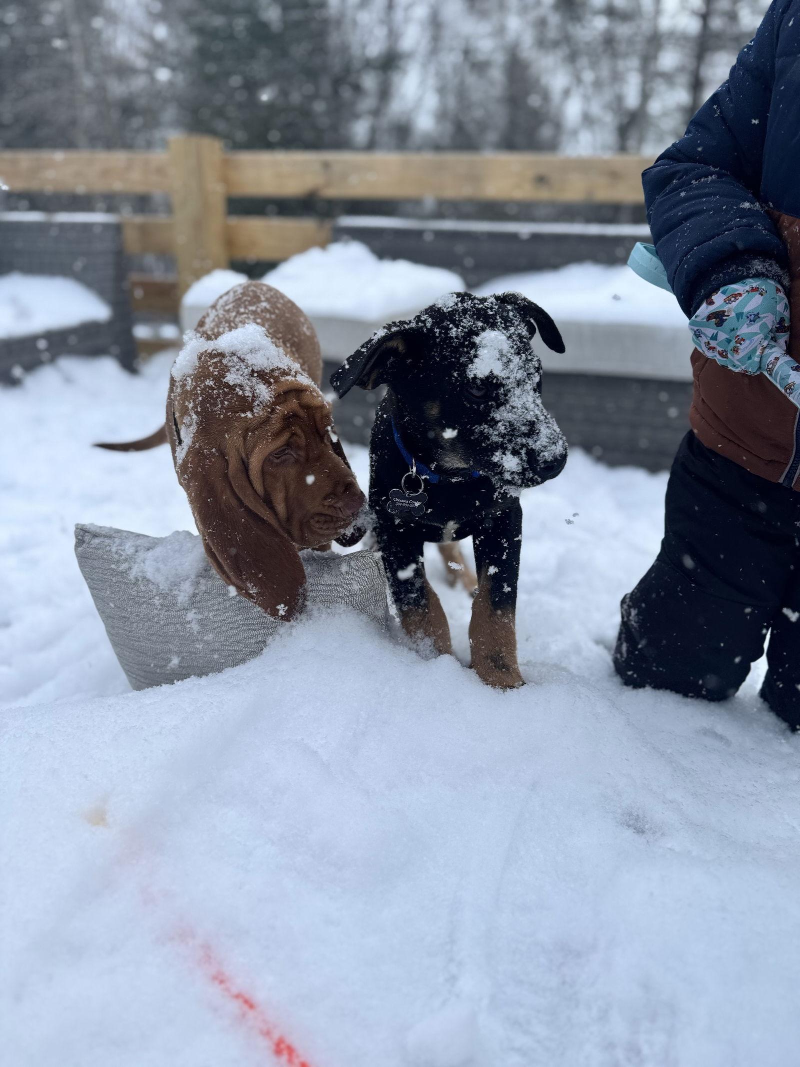 Enlarge Orion (12wo, 19lbs), a Adopted German Shepherd Dog in Hinton, WV image 3/3