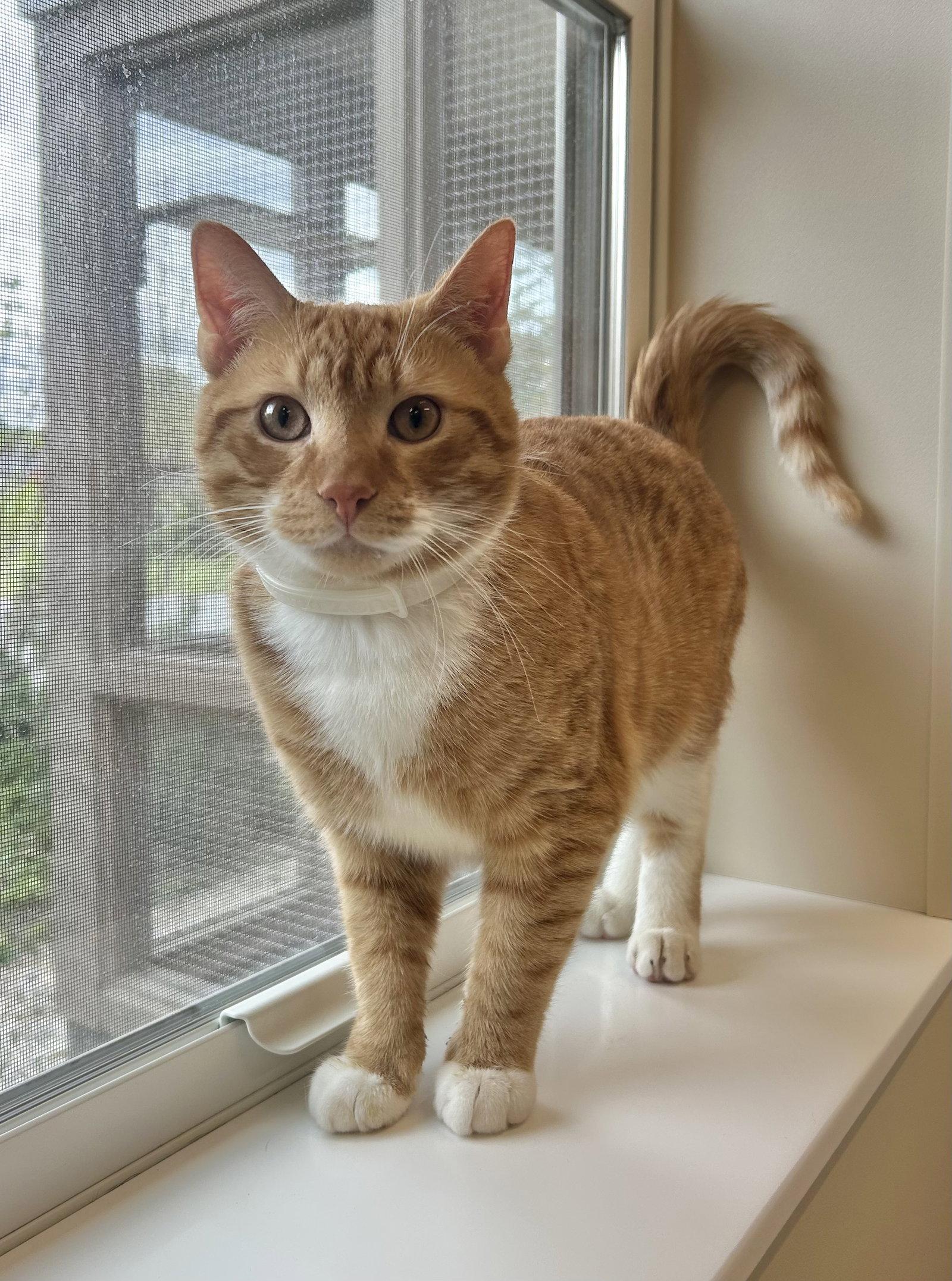 T.J., Adoptable, Adult Male Domestic Short Hair.