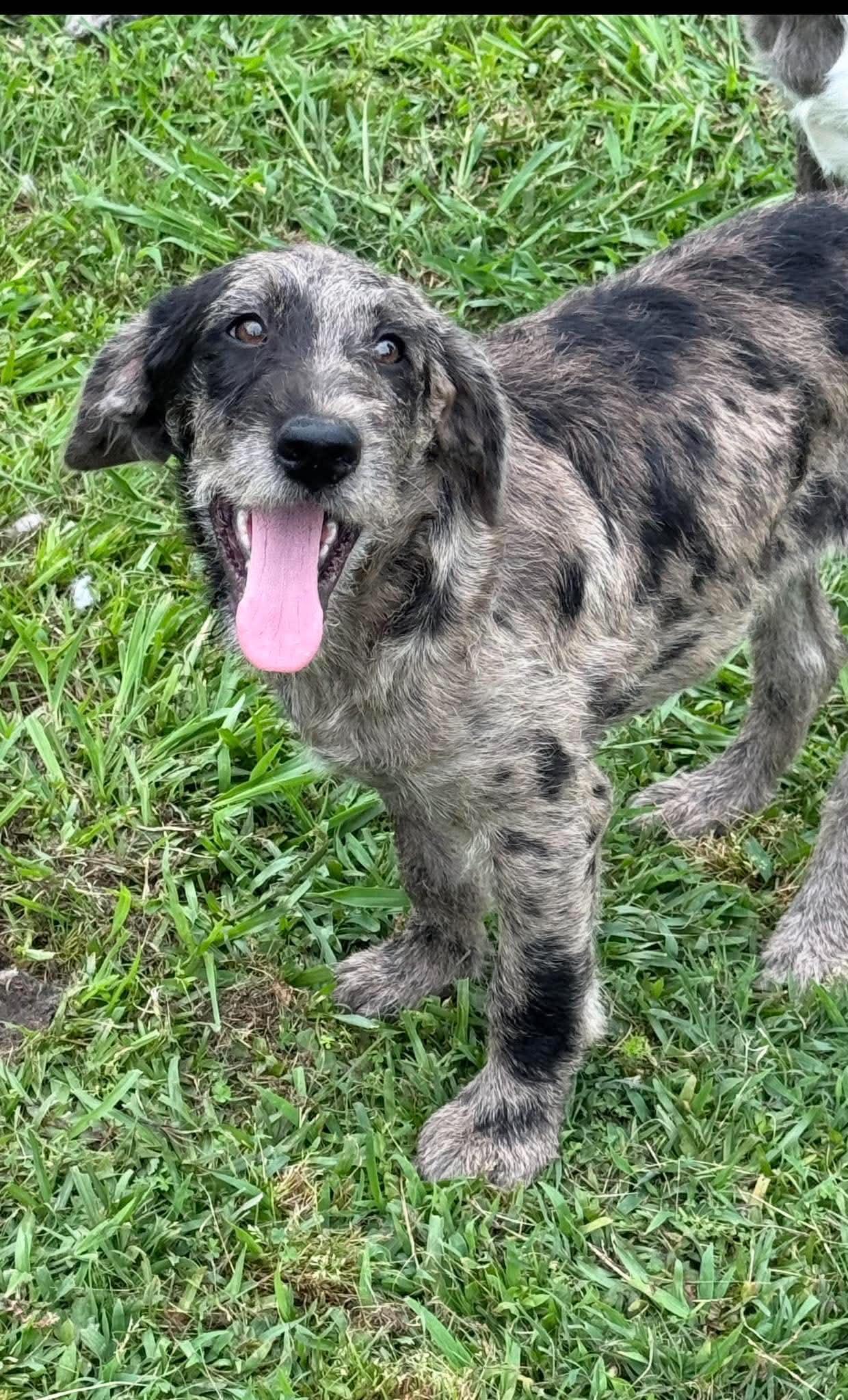 Dahlia, adopted, Puppy Female Mixed Breed.