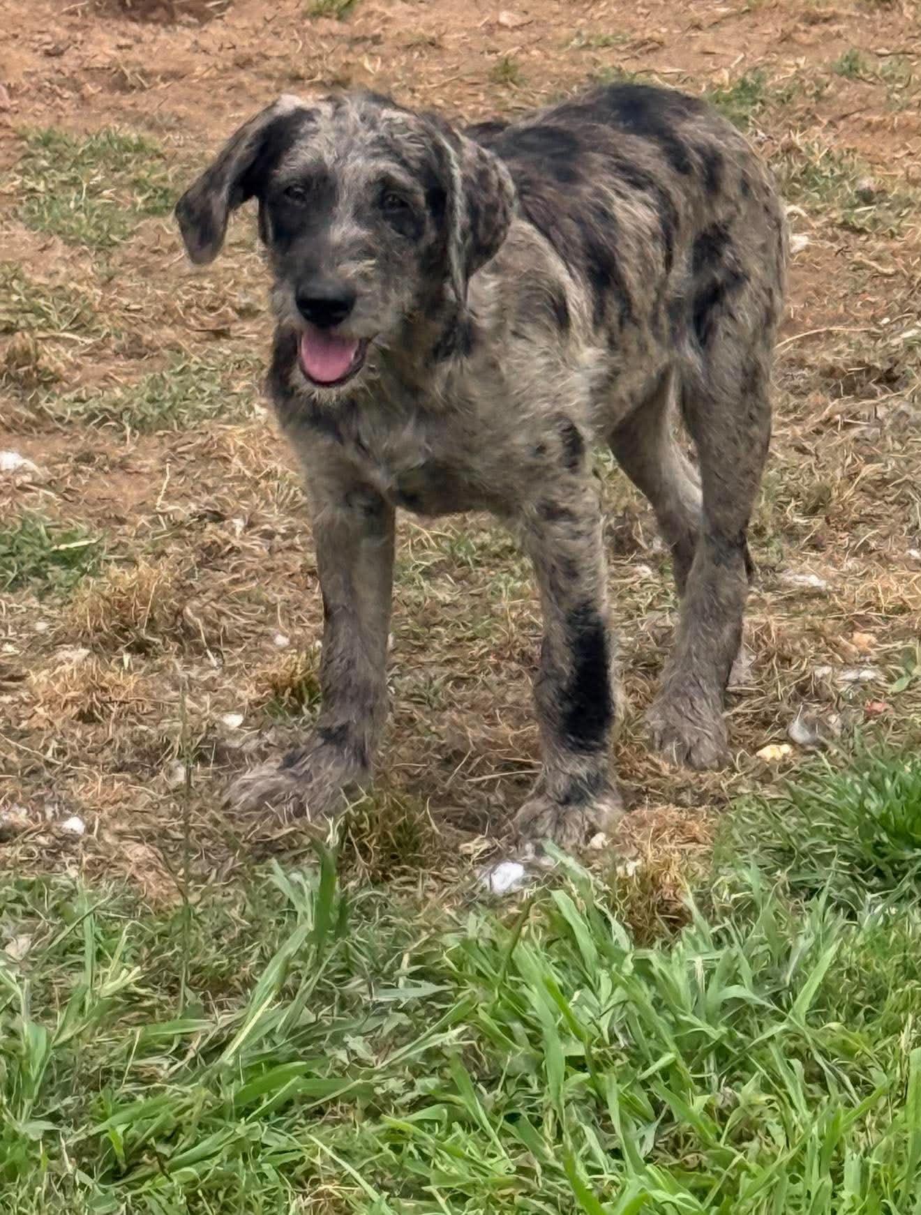Dahlia, an adopted Mixed Breed in Northwood, NH image 2/3