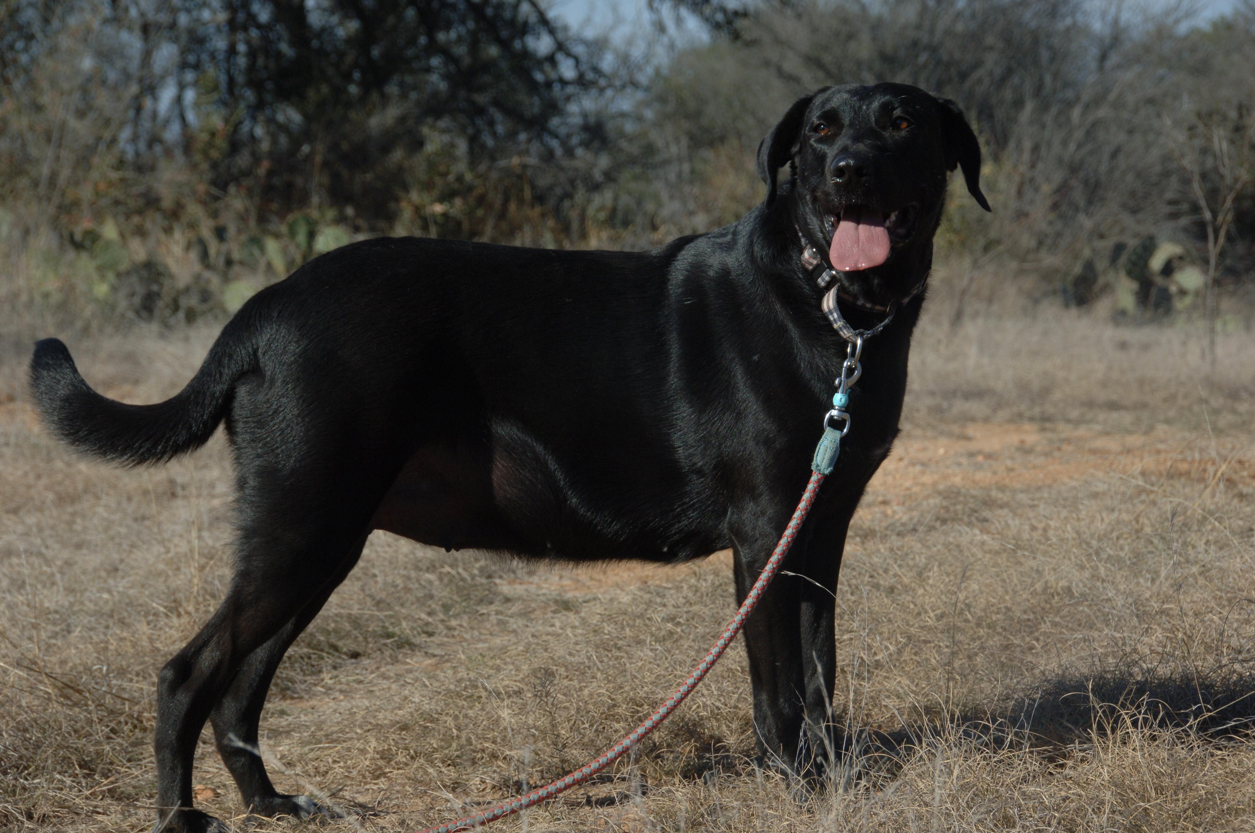 Enlarge Velvet, a ADOPTABLE mixed breed in Houston, TX image 2/4