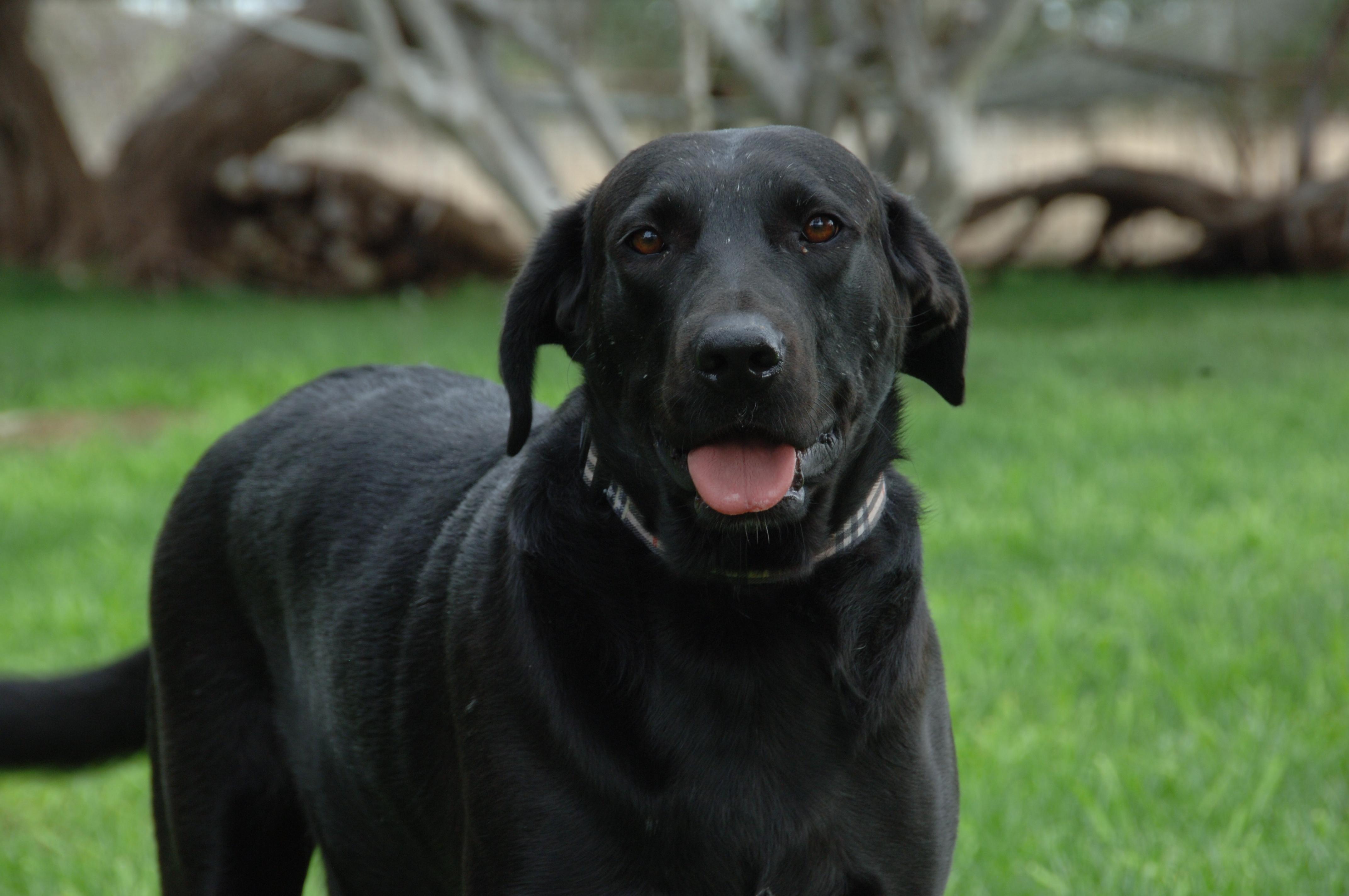 Enlarge Velvet, a ADOPTABLE mixed breed in Houston, TX image 1/4