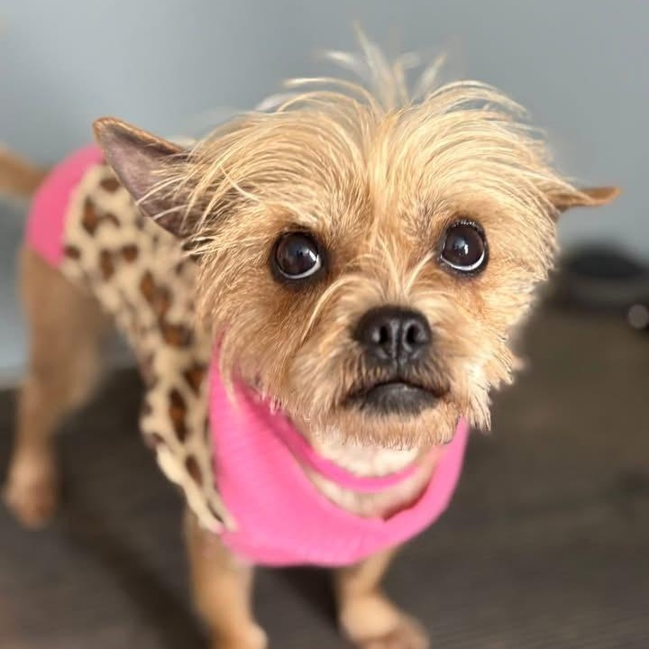 Peppa, an adopted mixed breed in Richmond, VA image 4/6