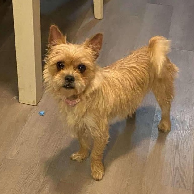Peppa, an adopted mixed breed in Richmond, VA image 6/6