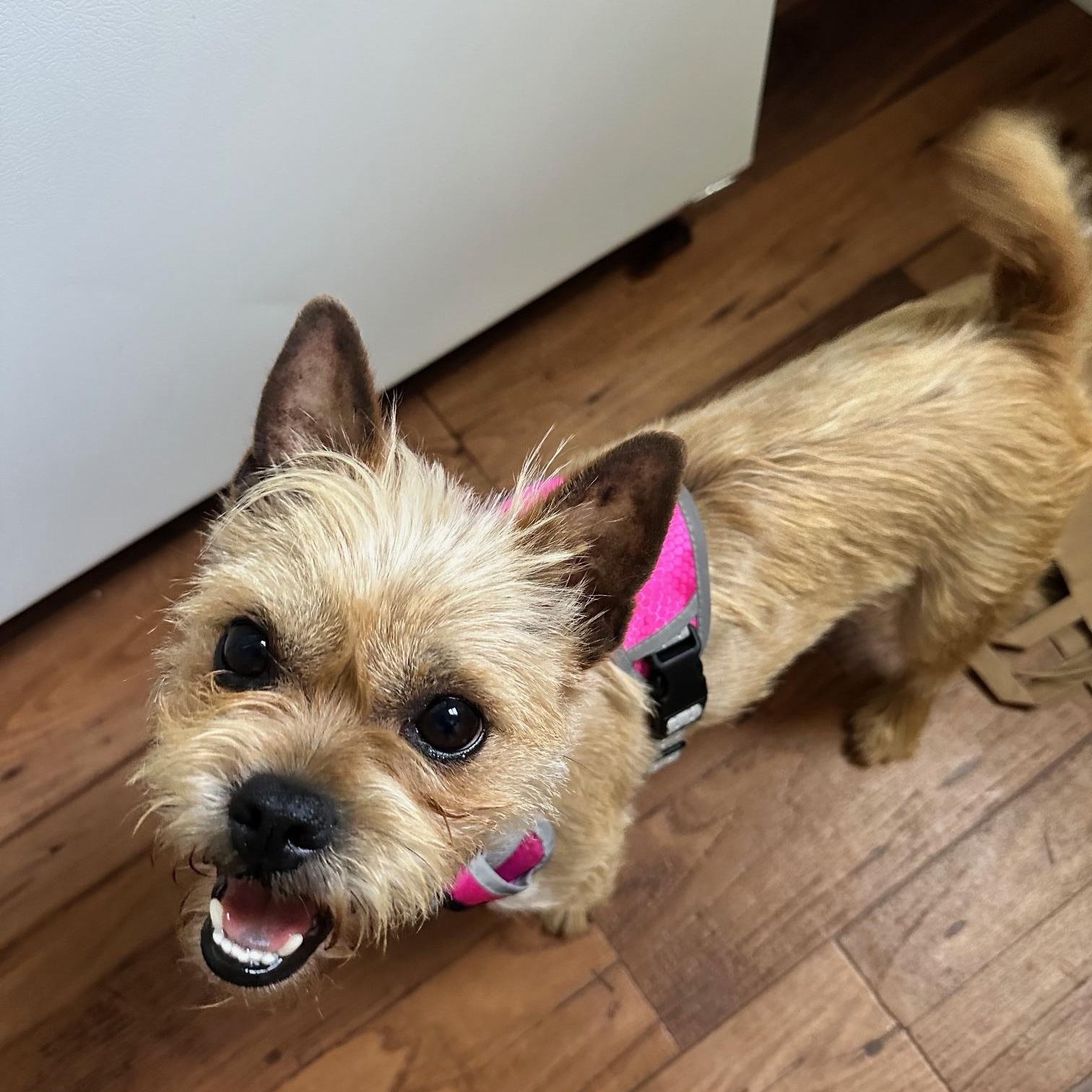 Peppa, an adopted mixed breed in Richmond, VA image 3/6