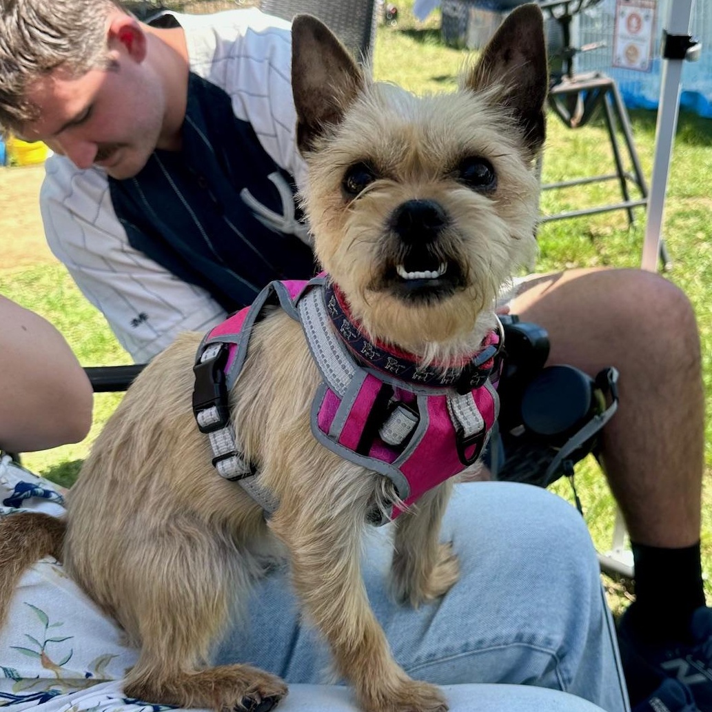 Peppa, an adopted mixed breed in Richmond, VA image 5/6