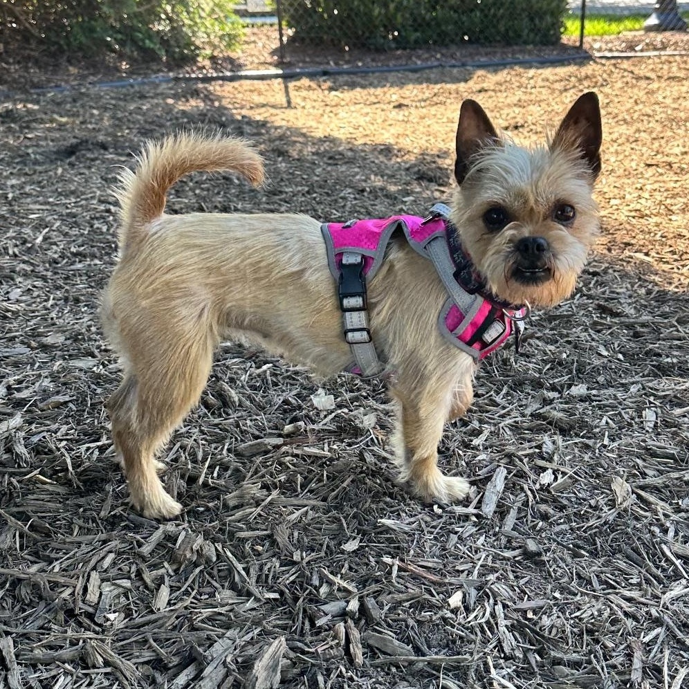 Peppa, an adopted mixed breed in Richmond, VA image 2/6