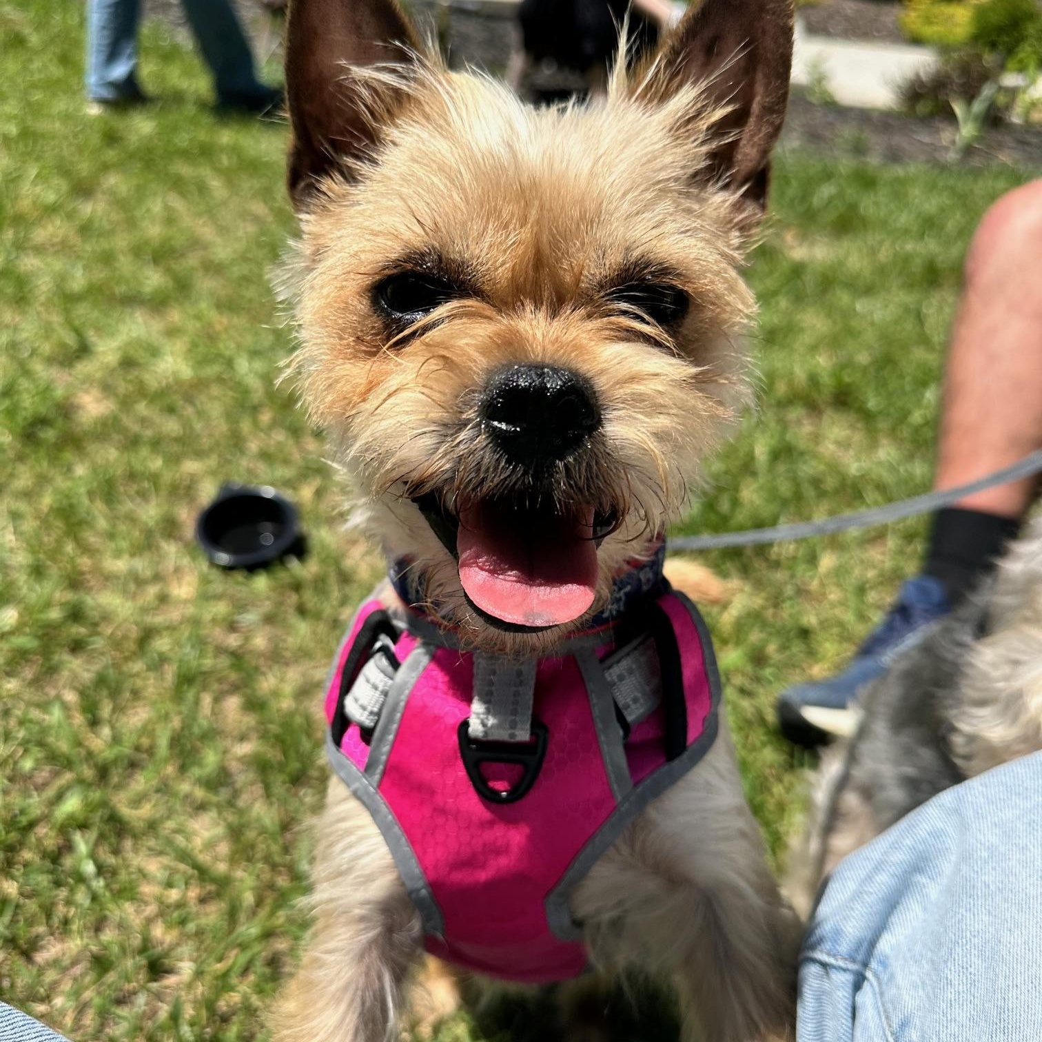 Peppa, an adopted mixed breed in Richmond, VA image 1/6