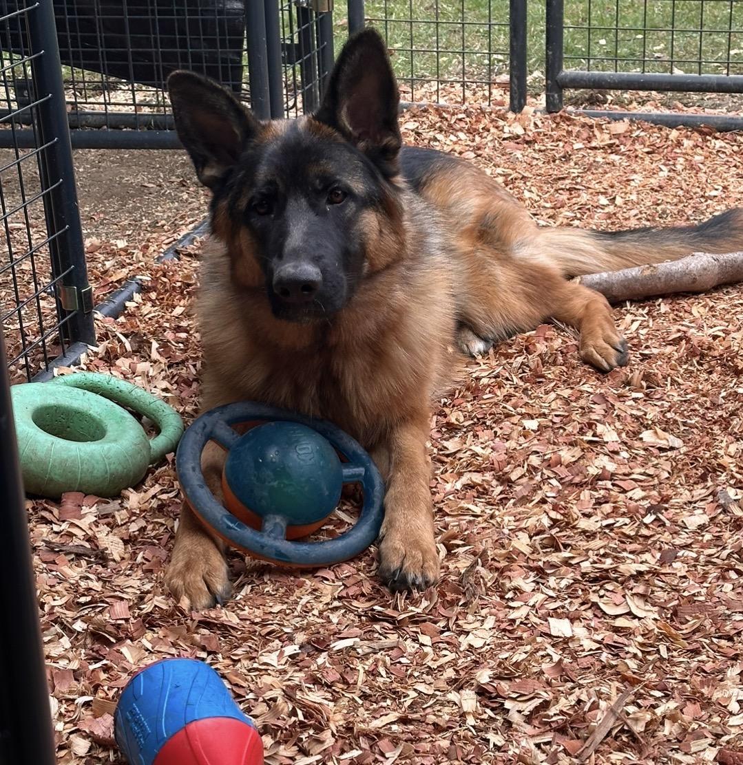 Persia, Adopted, Young Female German Shepherd Dog.