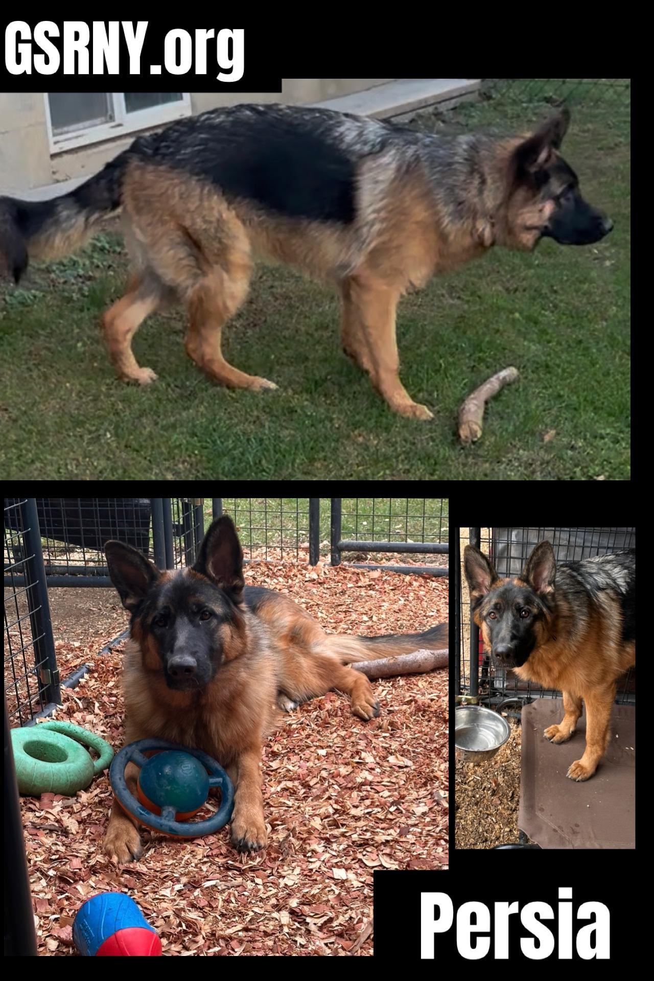 Persia, a Adopted German Shepherd Dog in Delmar, NY image 2/2