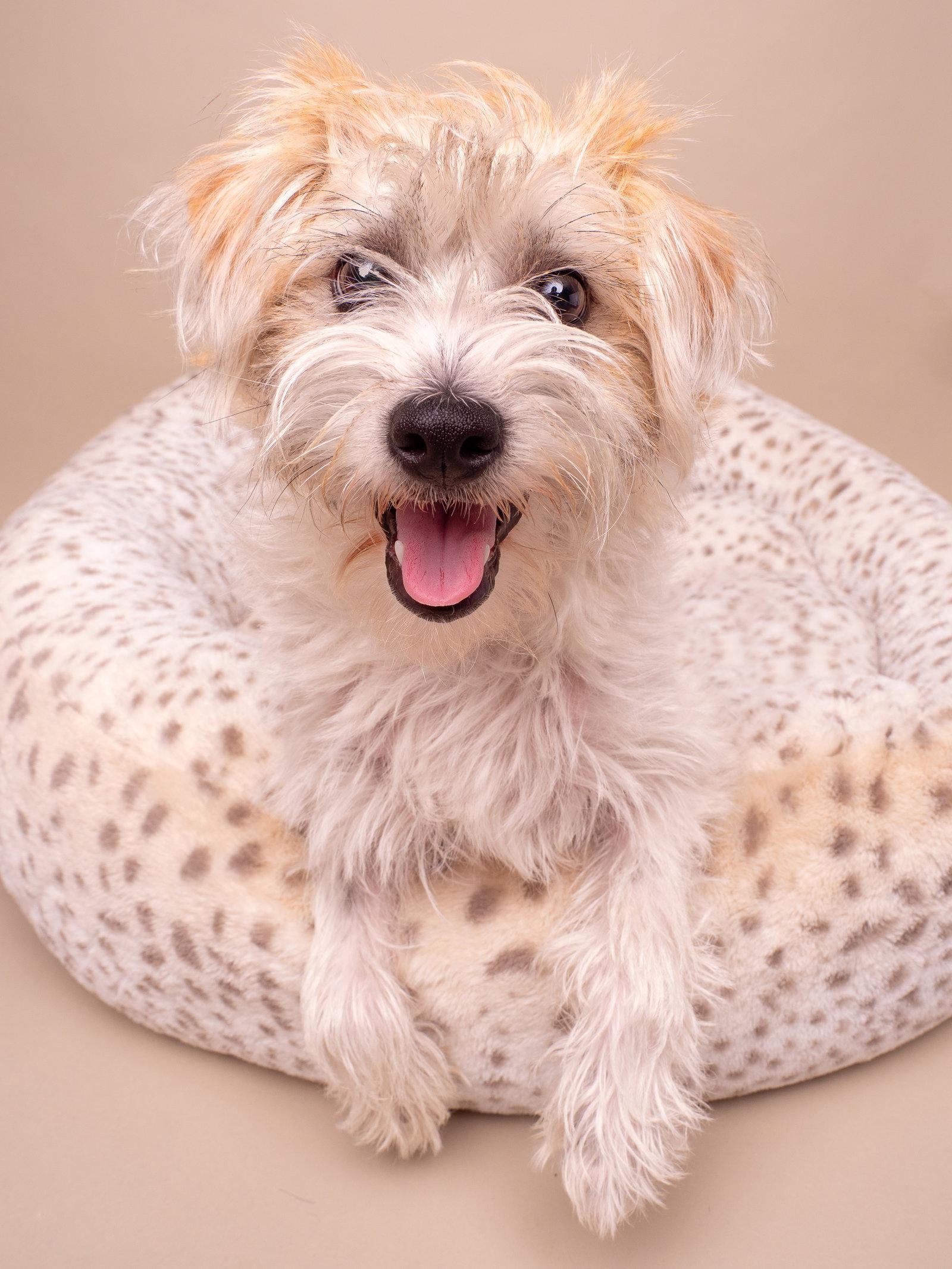 Supermodel, a Adopted Maltese in Palo Alto, CA image 1/3