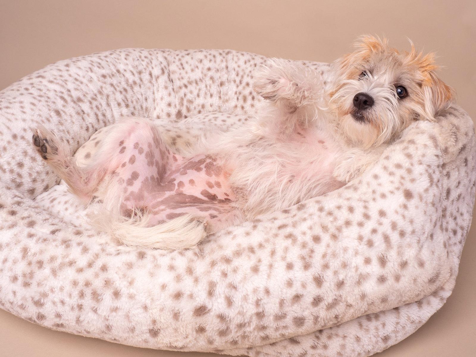 Supermodel, a Adopted Maltese in Palo Alto, CA image 2/3