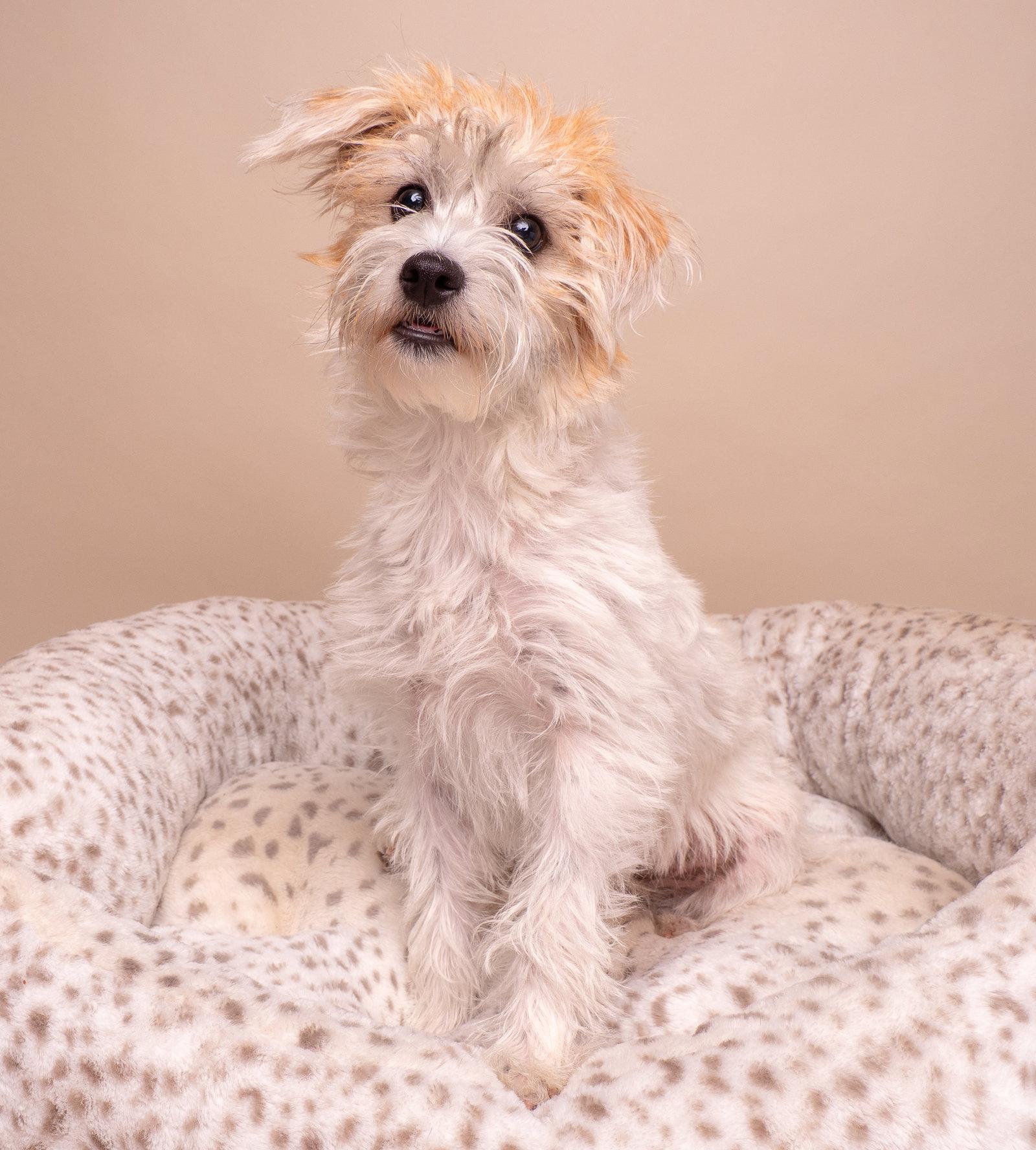 Supermodel, a Adopted Maltese in Palo Alto, CA image 3/3