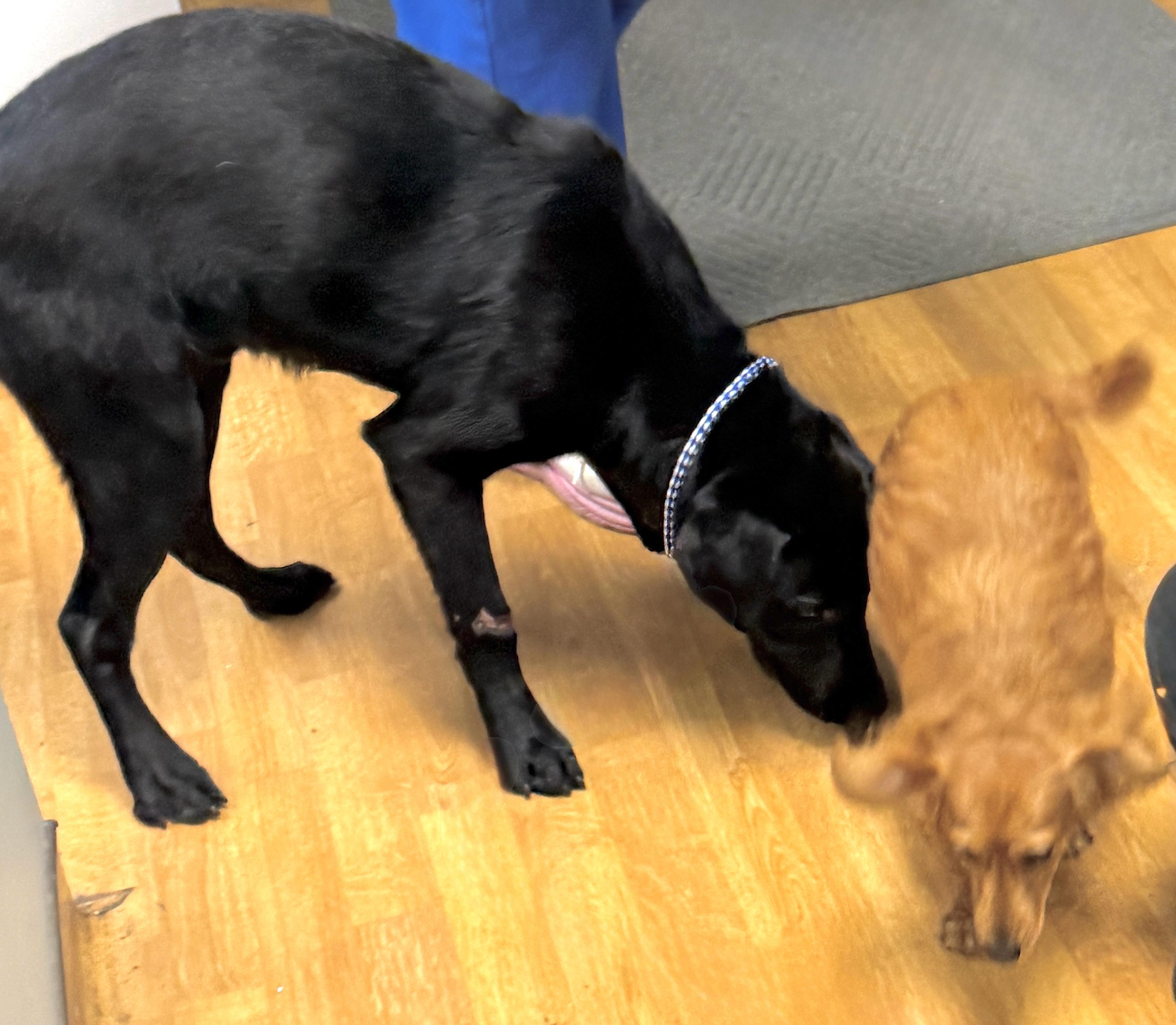 Enlarge Milo, a ADOPTABLE Black Labrador Retriever in Mount Airy, NC image 3/6
