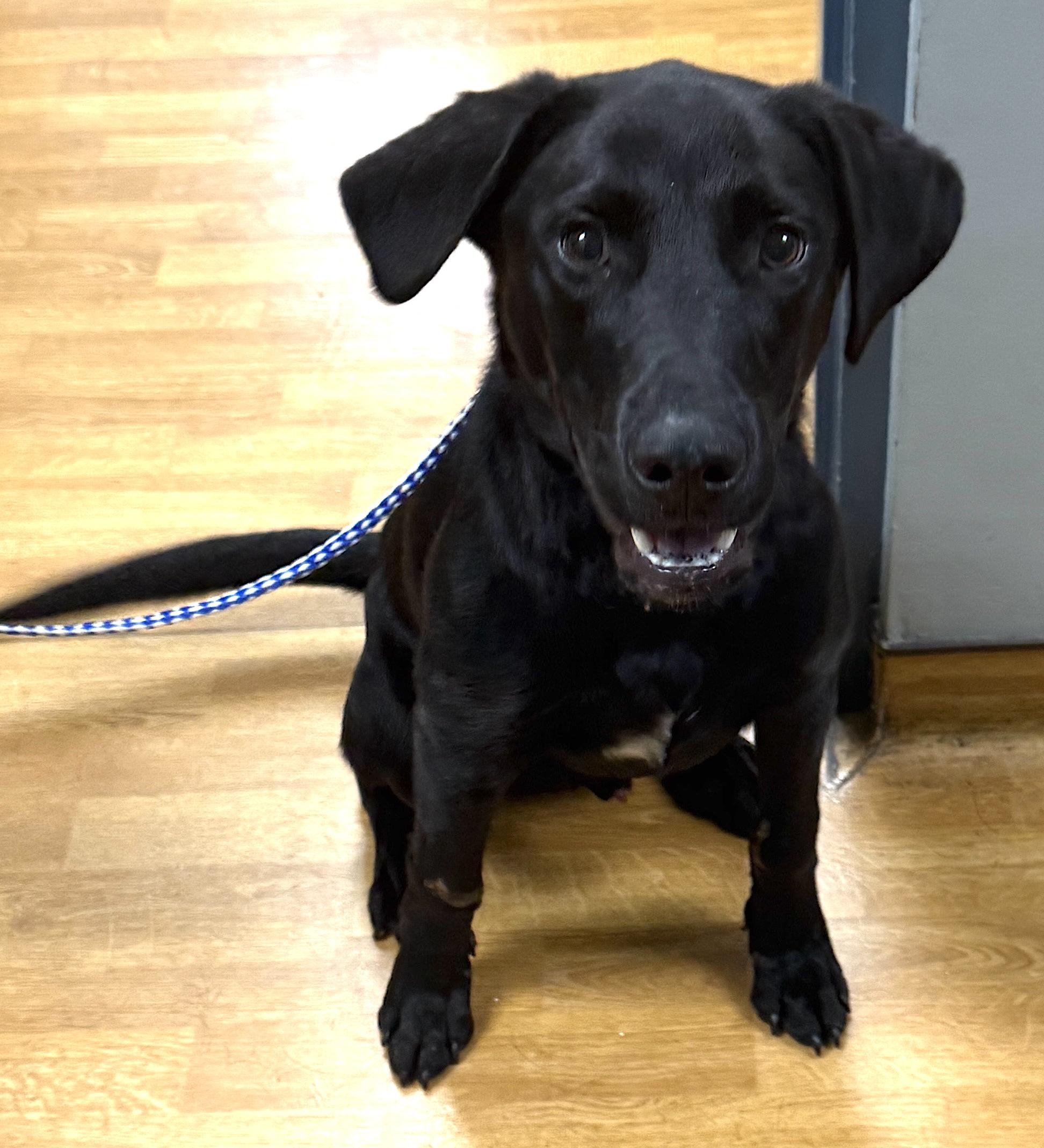 Enlarge Milo, a ADOPTABLE Black Labrador Retriever in Mount Airy, NC image 4/6