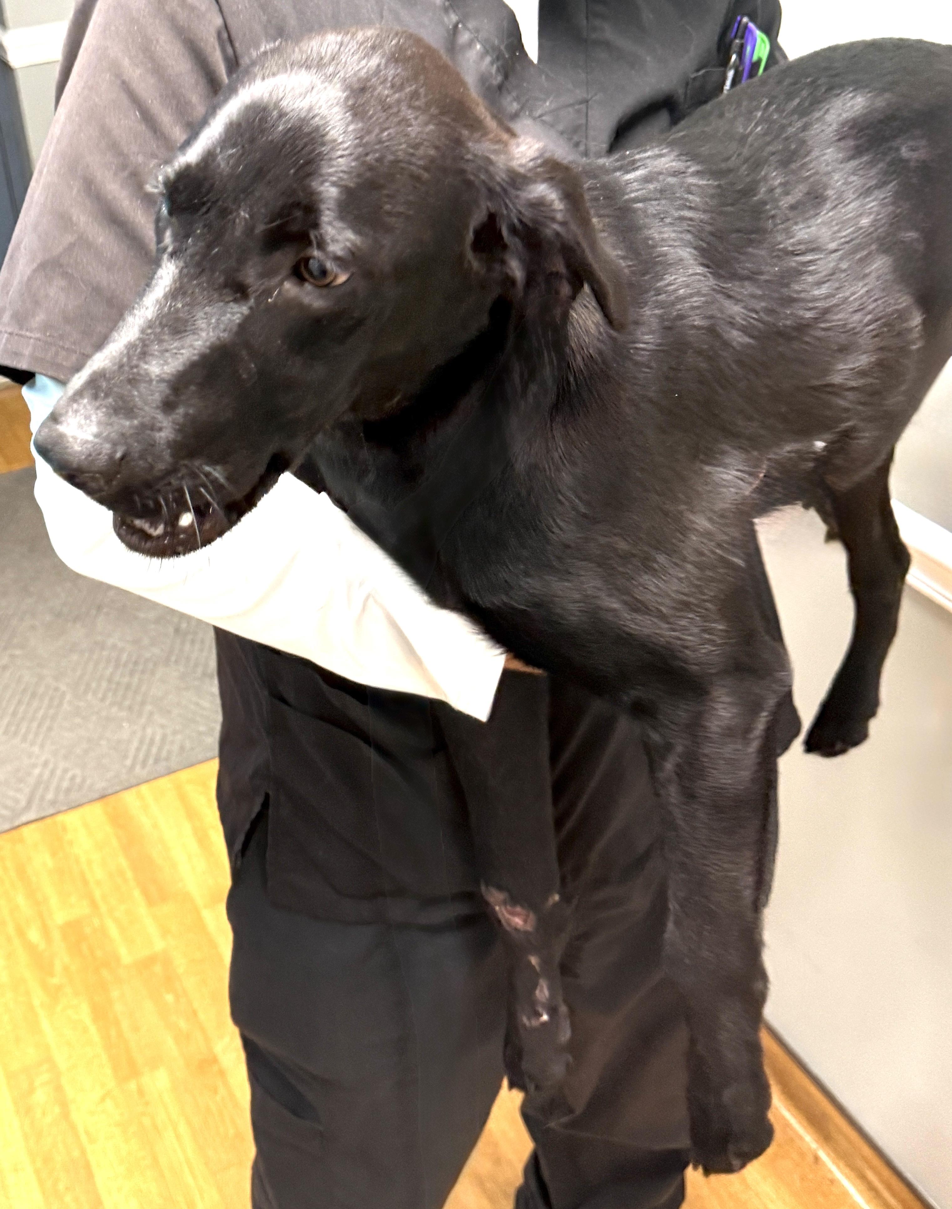 Enlarge Milo, a ADOPTABLE Black Labrador Retriever in Mount Airy, NC image 2/6
