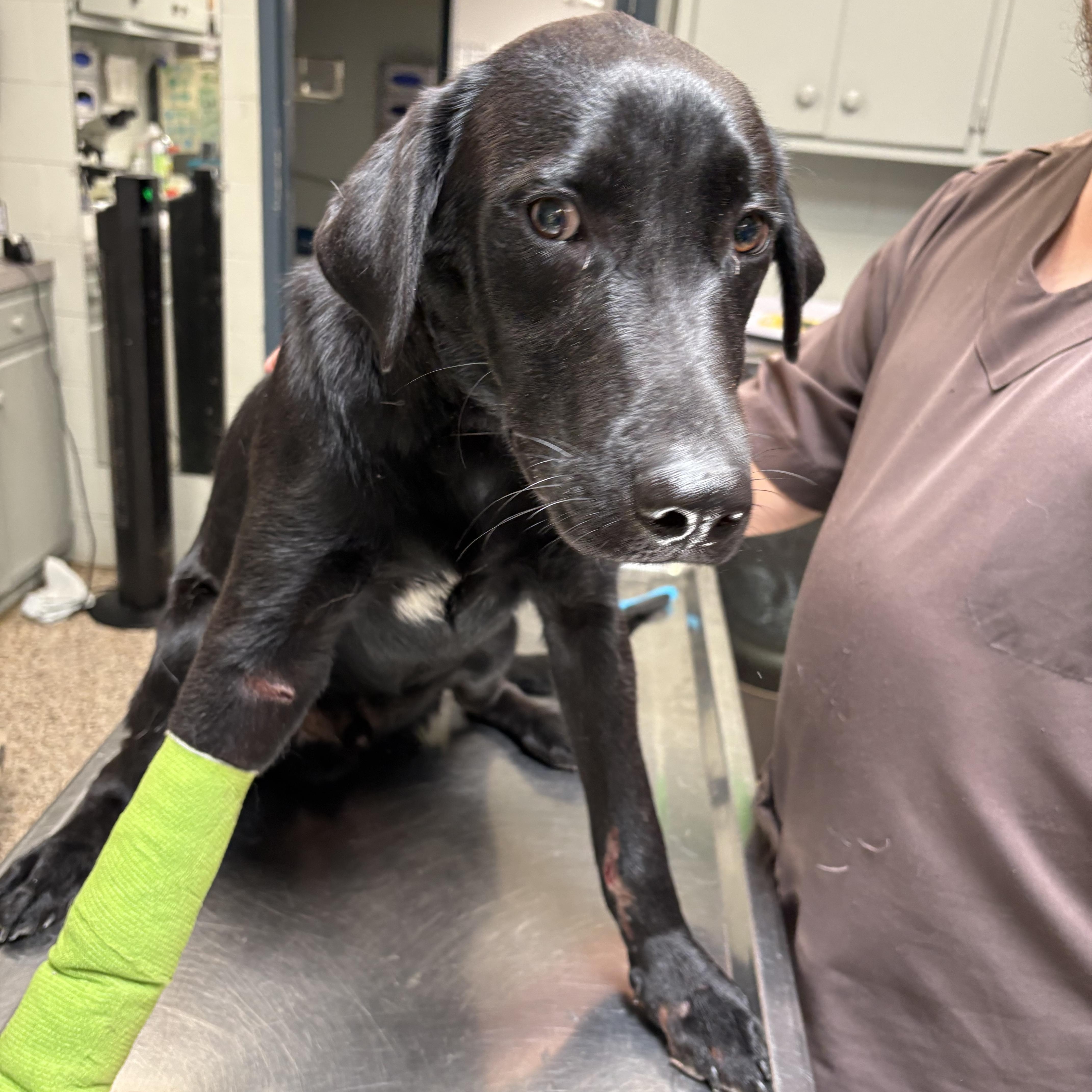 Enlarge Milo, a ADOPTABLE Black Labrador Retriever in Mount Airy, NC image 6/6