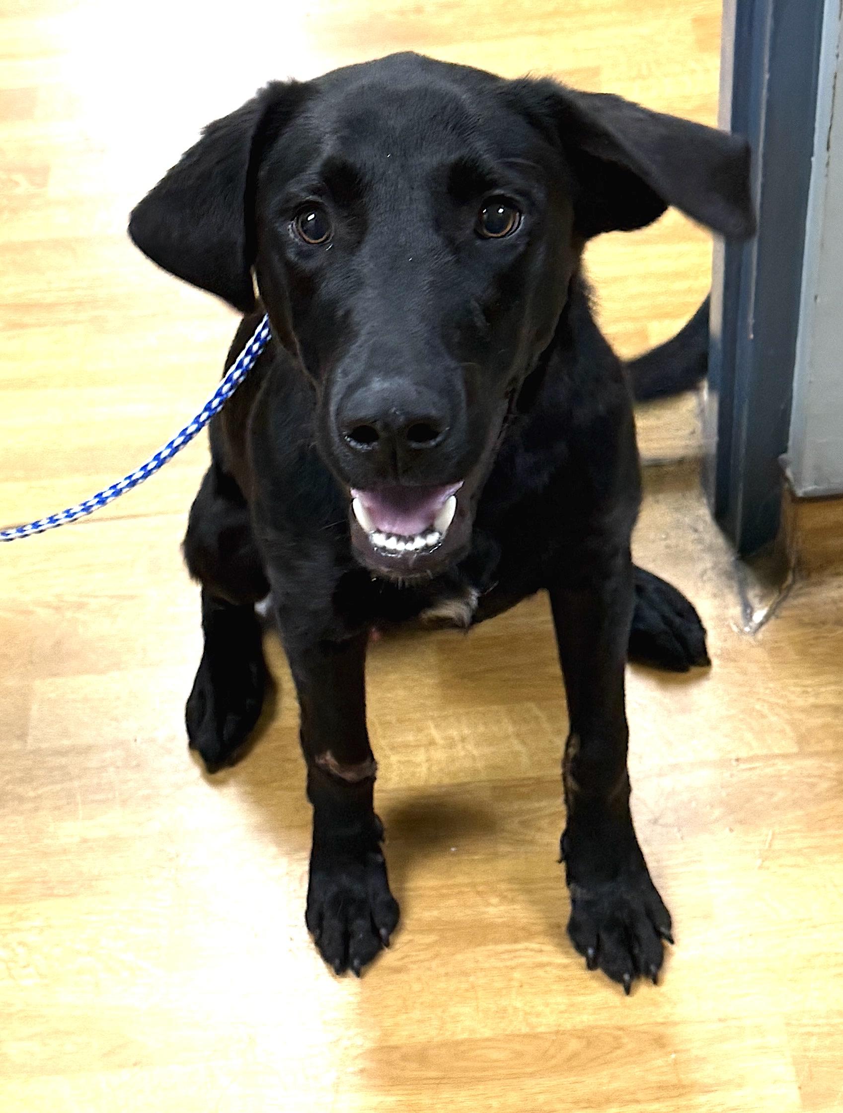 Enlarge Milo, a ADOPTABLE Black Labrador Retriever in Mount Airy, NC image 1/6