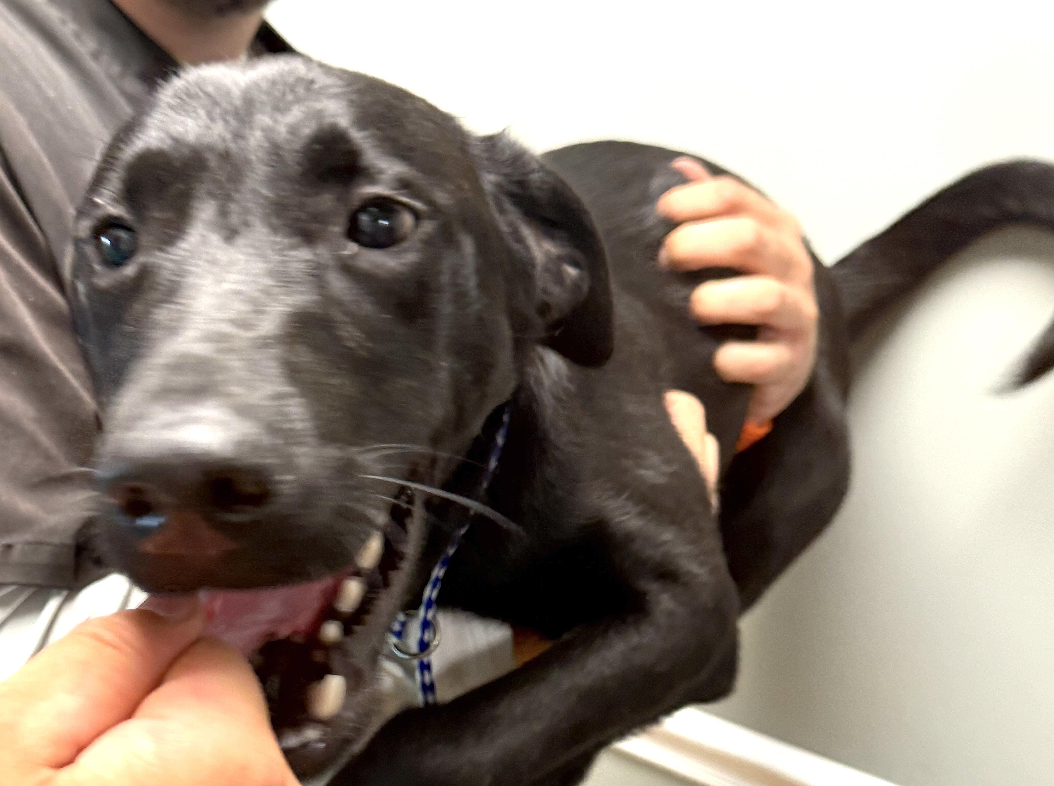 Enlarge Milo, a ADOPTABLE Black Labrador Retriever in Mount Airy, NC image 5/6