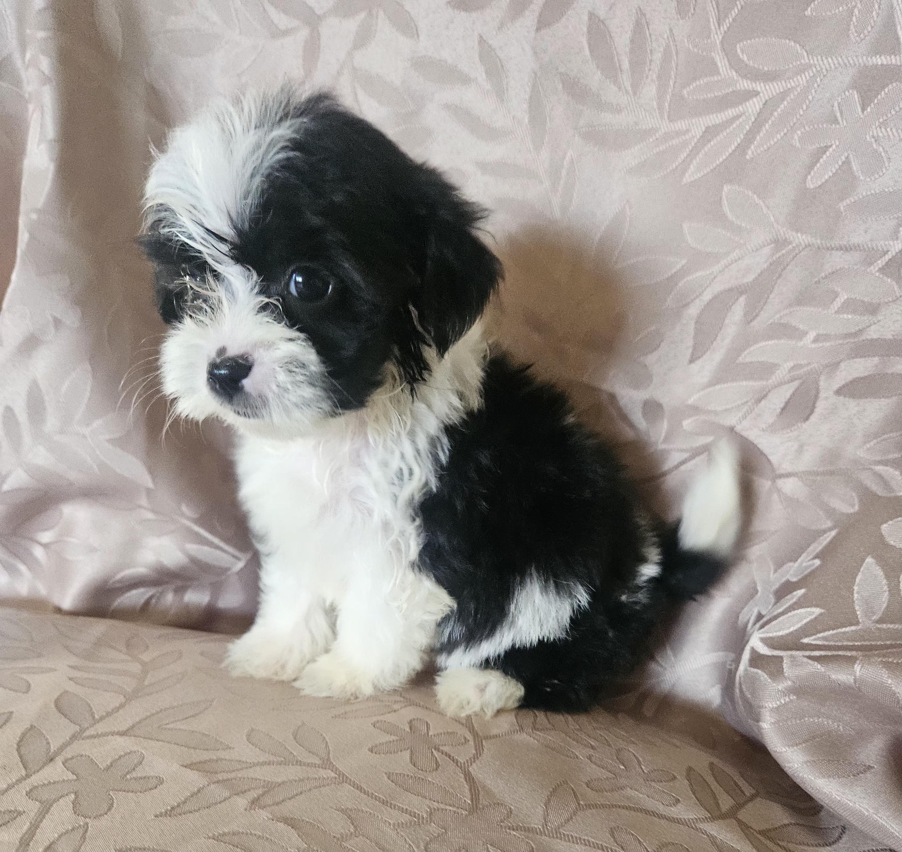 Sasha, adopted, Puppy Female Maltese.