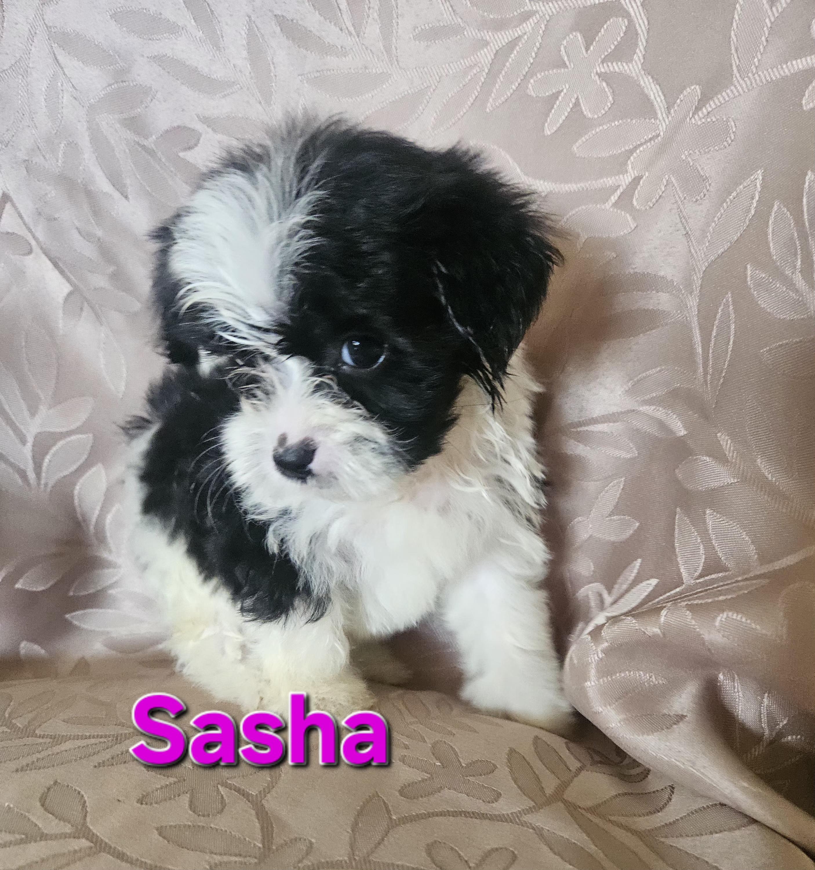 Enlarge Sasha, an adopted mixed breed in Los Angeles, CA image 3/5