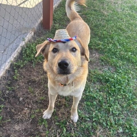 Enlarge Cedar , a ADOPTABLE Golden Retriever in Fayetteville, AR image 2/3