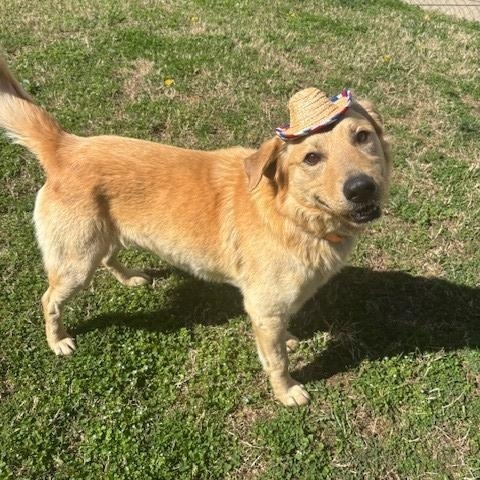 Enlarge Cedar , a ADOPTABLE Golden Retriever in Fayetteville, AR image 3/3