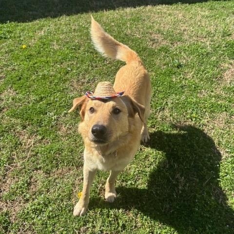 Cedar , ADOPTABLE, Adult Male Golden Retriever.