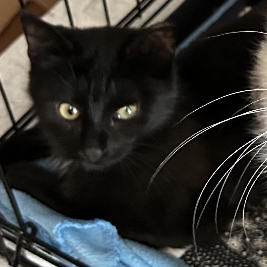Knight Rider, Baby Male unknown