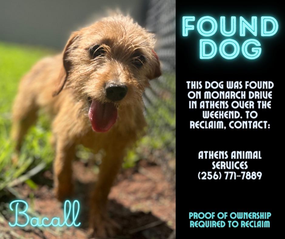 BACALL, Adoptable, Young Male Dachshund & Mixed Breed.