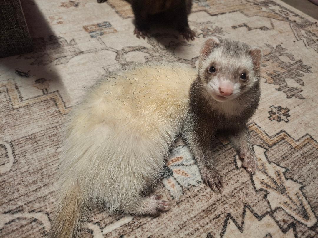 Nebs, Adoptable, Adult Female Ferret.