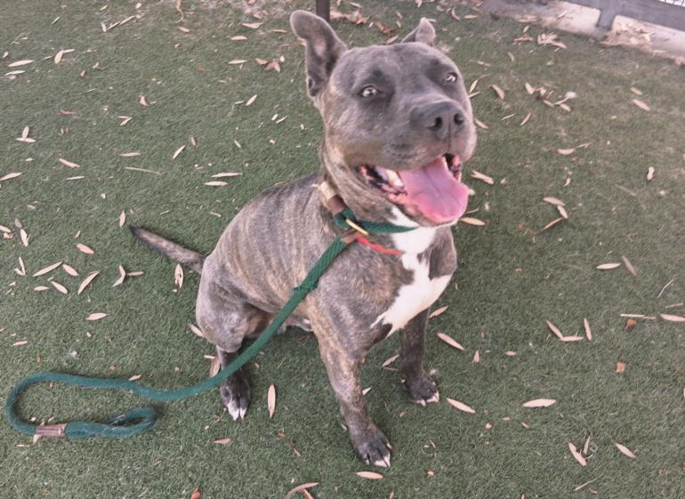 BRUTUS, Adoptable, Young Male Pit Bull Terrier.