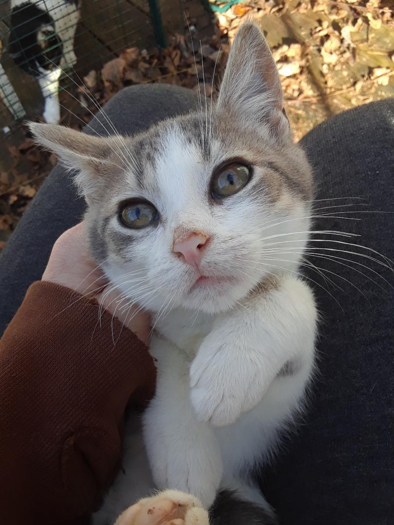 Enlarge Kelly, a Adoptable Domestic Short Hair in Millerton, PA image 1/6