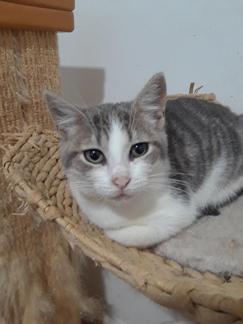 Enlarge Kelly, a Adoptable Domestic Short Hair in Millerton, PA image 2/6