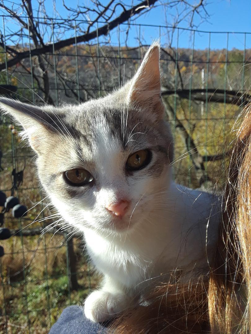 Enlarge Kelly, a Adoptable Domestic Short Hair in Millerton, PA image 3/6