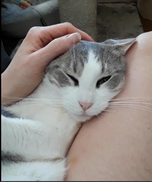 Kelly Osbourne, a Adoptable Domestic Short Hair in Millerton, PA image 4/6