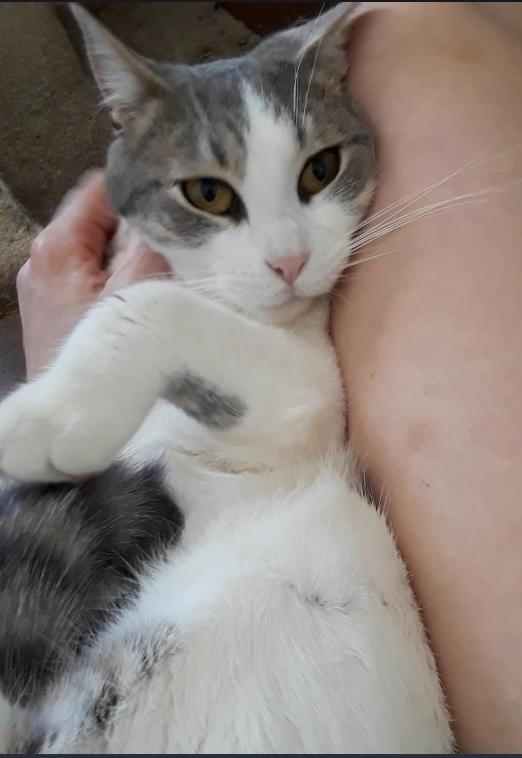 Kelly Osbourne, a Adoptable Domestic Short Hair in Millerton, PA image 5/6