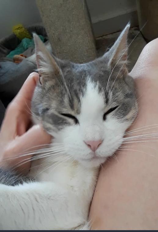 Kelly Osbourne, a Adoptable Domestic Short Hair in Millerton, PA image 3/6