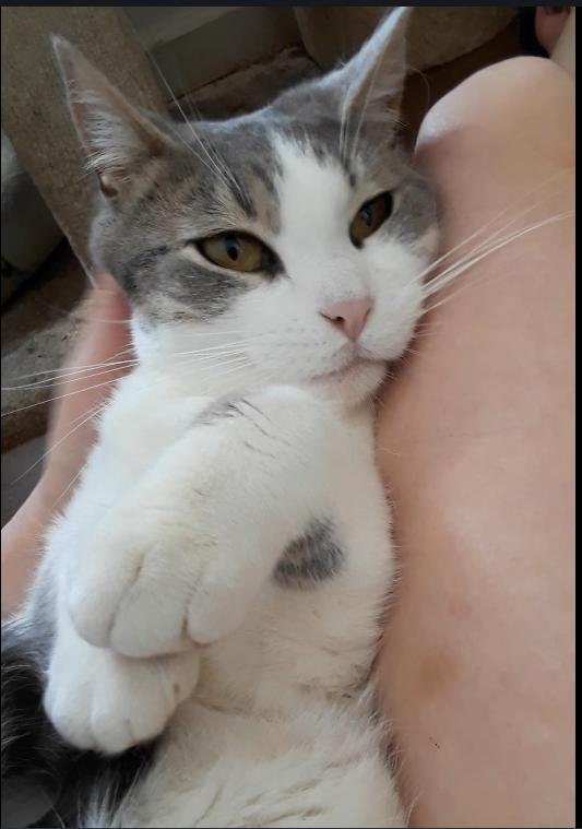 Kelly Osbourne, a Adoptable Domestic Short Hair in Millerton, PA image 6/6