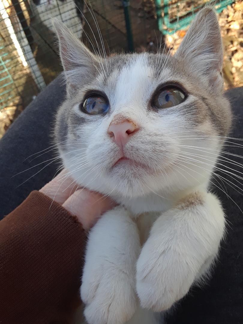 Enlarge Kelly, a Adoptable Domestic Short Hair in Millerton, PA image 5/6